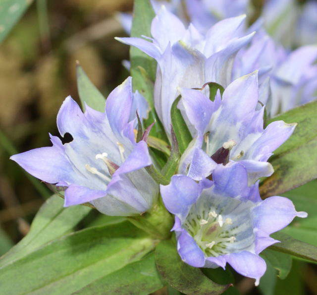 跡見群芳譜(野草譜 リンドウ)